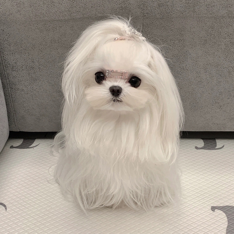 韩版小体马尔济斯犬纯种马尔济斯幼犬赛级双血统西施犬超小茶杯犬