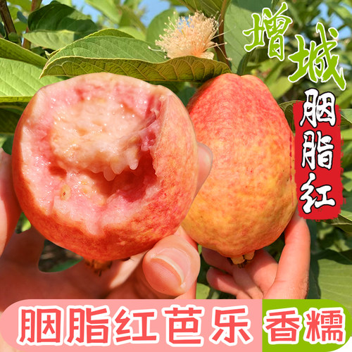 增城胭脂红番石榴树上熟香甜芭乐