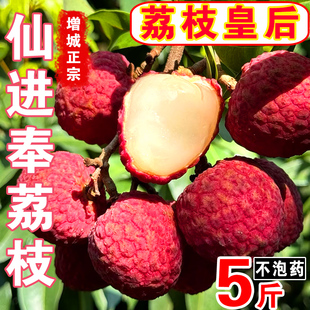 广东增城仙进奉荔枝皇后新鲜当季非茂名荔枝水果现摘现发空运包邮