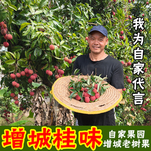 正宗增城桂味荔枝新鲜现摘王广东桂味荔枝仙10斤进礼盒奉
