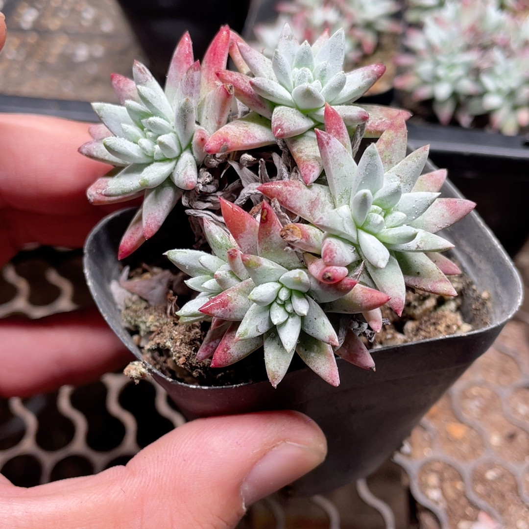 白菊一盆满18包邮