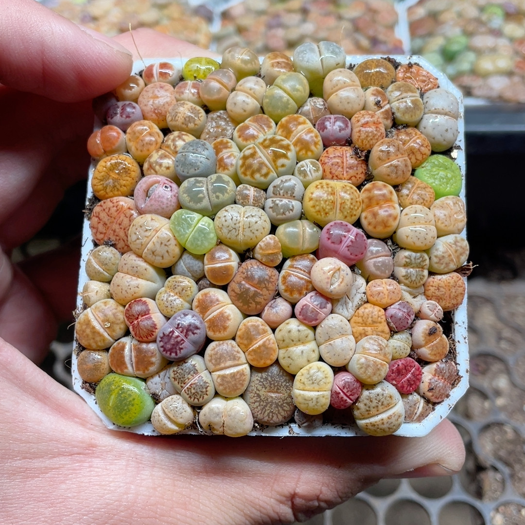 生石花混一盆满18包邮,鲜花速递/花卉仿真/绿植园艺,多肉植物,淘宝优惠券,粉丝福利购,淘宝优惠卷