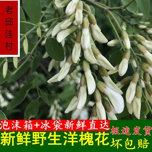 洋槐花新鲜花骨朵现摘野生刺杨槐树花苞现发河南2026时令山野蒸菜