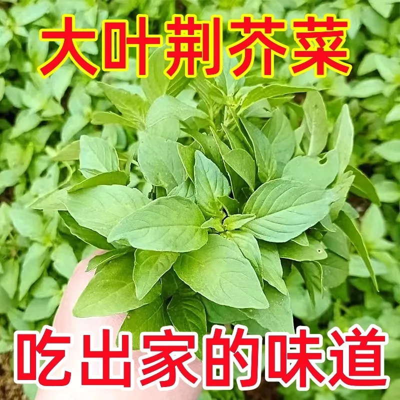 荆芥菜新鲜当天现摘现发河南荆菜大叶农家自种凉拌蔬菜整箱包邮