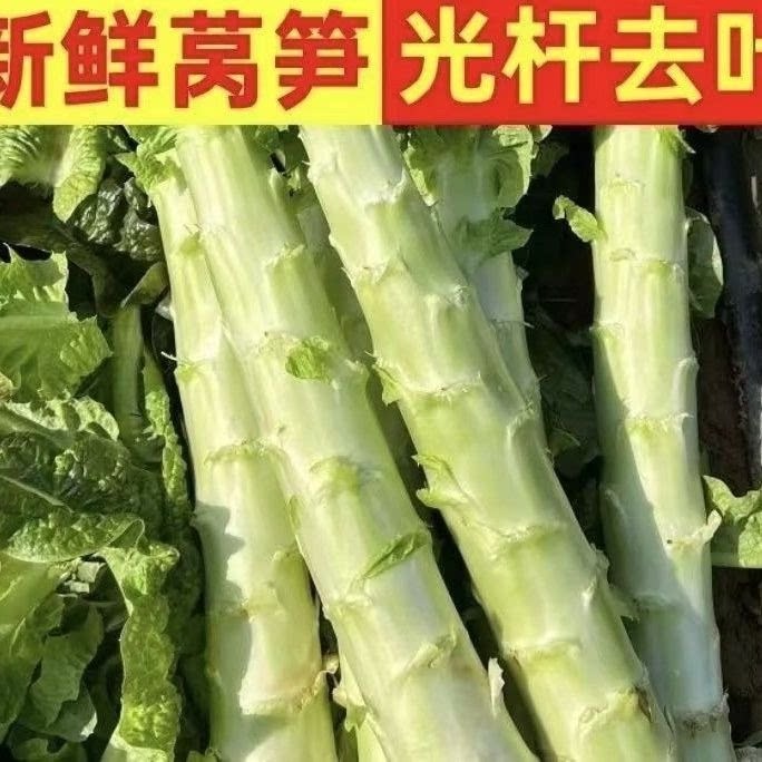 农家自种当季新鲜莴苣