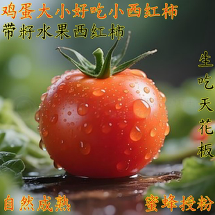 小西红柿好吃能比软皮西红柿普罗旺斯生吃农家番茄新鲜炒鸡蛋番茄