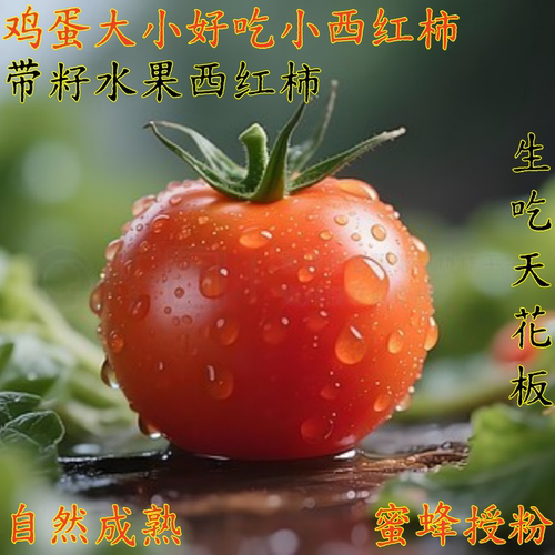 小西红柿好吃能比软皮西红柿普罗旺斯生吃农家番茄新鲜炒鸡蛋番茄