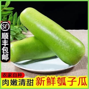 顺丰农家新鲜瓠子瓜应季蔬菜露天种植户子蒲瓜西葫芦瓜胡瓜现摘
