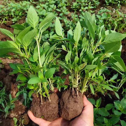 荆芥苗新鲜带根带土秧苗50颗现挖现发新鲜蔬菜大叶荆芥河南