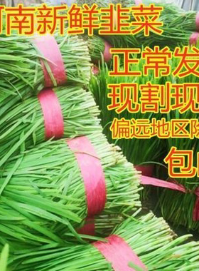 春季新鲜韭菜农家露天头茬头刀新鲜蔬菜三鲜馅现摘割鲜嫩1-5斤包