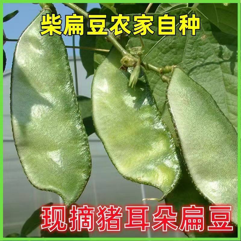 新鲜绿眉豆现摘现发梅豆角农家新鲜猪耳朵扁豆茶豆新鲜蔬菜扁豆角