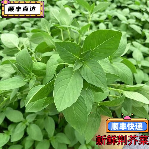 顺丰包邮河南现摘大叶荆芥菜苗