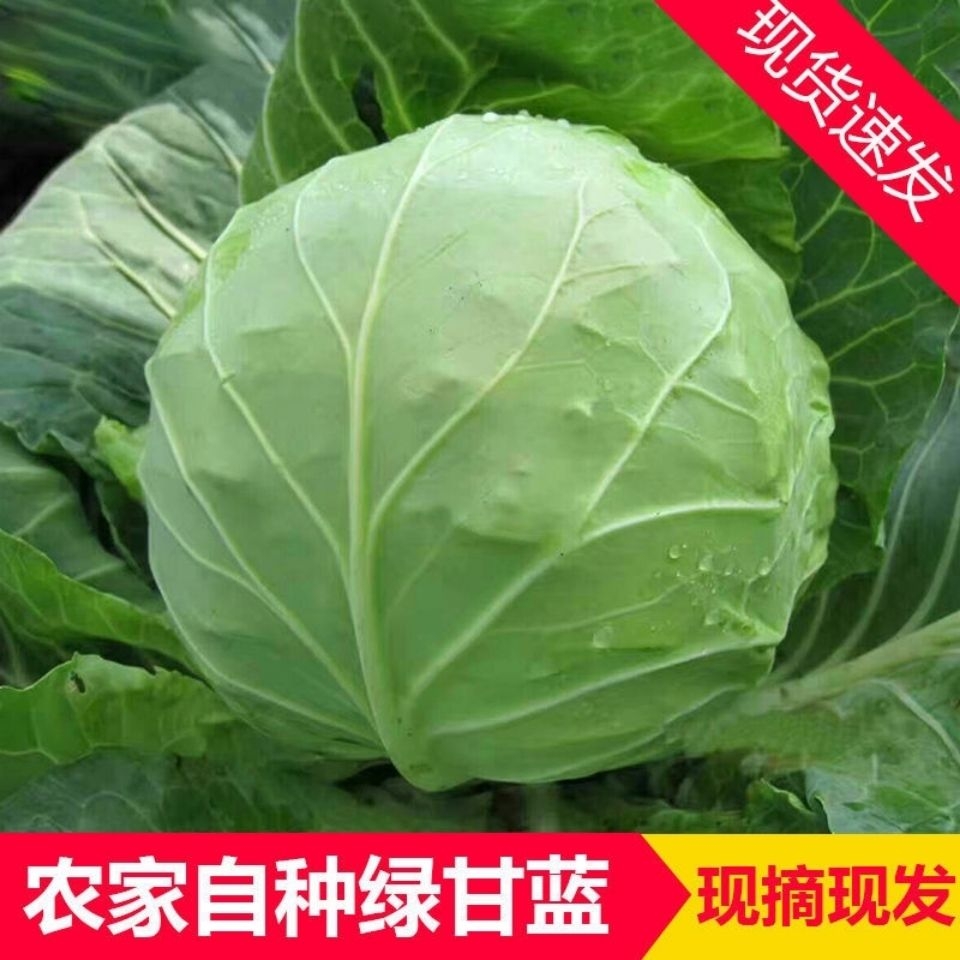 露天新鲜现摘结球甘蓝卷心菜小圆包菜绿甘蓝新鲜时令蔬菜