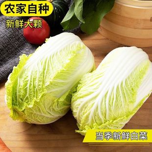 大娃娃菜(黄心)娃娃菜小白菜黄心白菜新鲜农家菜下饭菜火锅食材