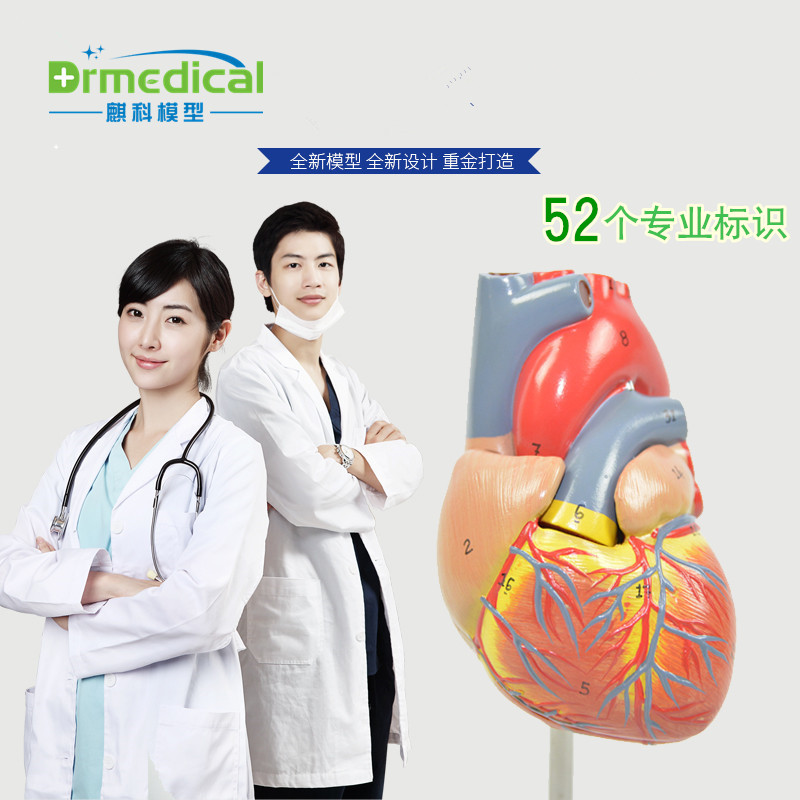 DRMEDICAL÷è¿ÆÈËÌåÐÄÔà½âÆÊÄ£ÐÍ1:1¿É²ðжרҵ·ÂÕæ³¬Éù½ÌѧÄÚÔàÐÄÄڿƲʳ¬B³¬Ò½»¼¹µÍ¨Ê¾½ÌÍæ¾ß°Ú¼þ
