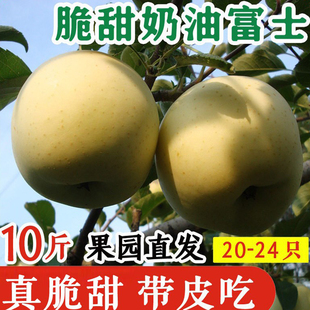 金富士苹果10斤 新鲜水果山东烟台栖霞黄富士脆甜奶油富士苹果 包邮