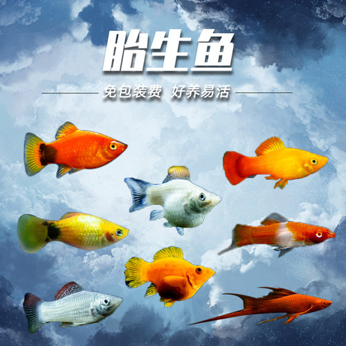 金银黑观赏鱼玛丽胎生鱼热带鱼