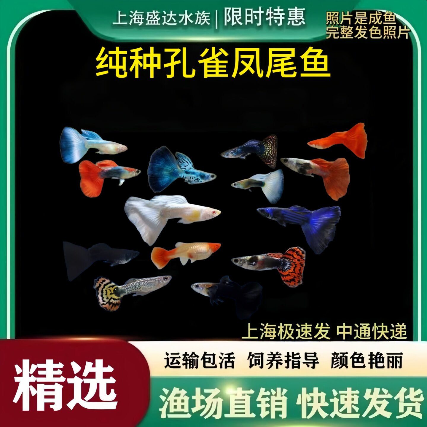 孔雀鱼纯种凤尾观赏鱼好养耐活小型热带鱼活体淡水白金象耳天空蓝