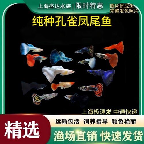 孔雀鱼象牙白礼服天空蓝观赏鱼