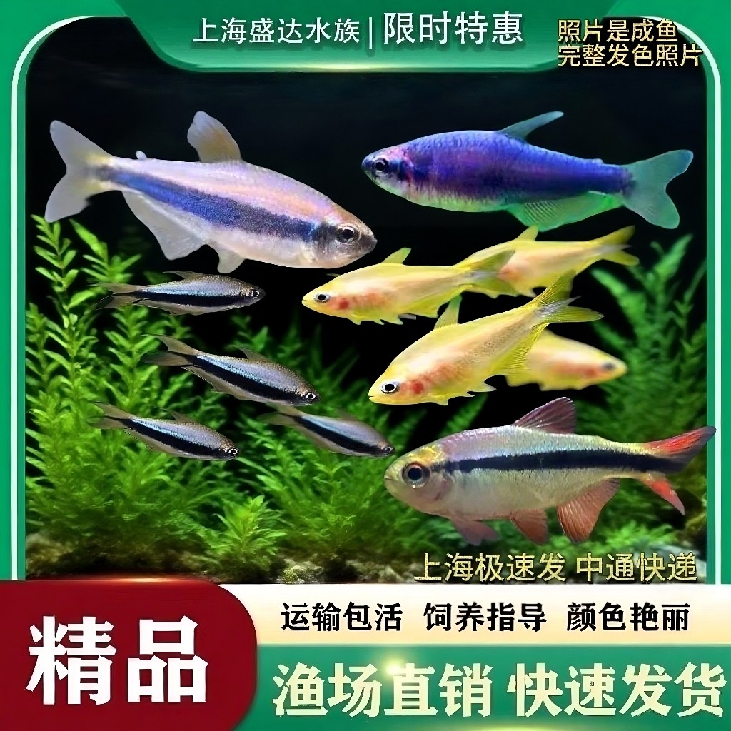 蓝国王灯鱼帝王灯鱼蓝凯瑞皇室青魔鬼灯鱼热带观赏鱼草缸灯科小鱼