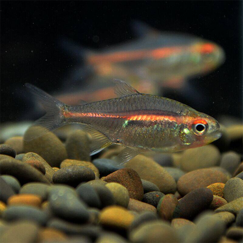 迷你灯鱼银尖灯科小型热带鱼观赏鱼活体网红群游草缸满天星红灯管