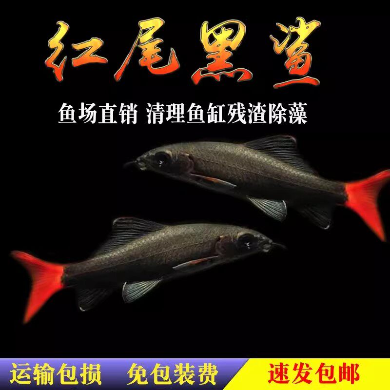 红尾鲨清洁淡水热带鱼图片