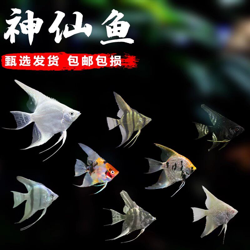 燕子鱼神仙鱼秘鲁鱼红头三色热带观赏鱼好养耐活淡水草缸鱼天使鱼