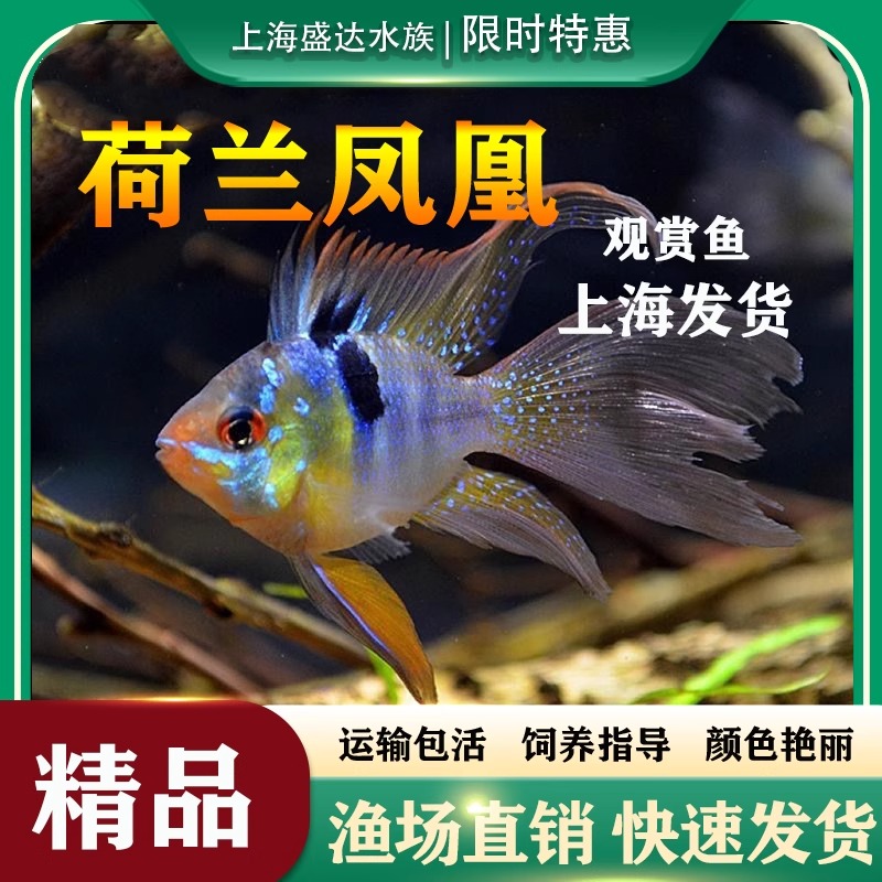 荷兰热带鱼草凤凰长尾德系淡水