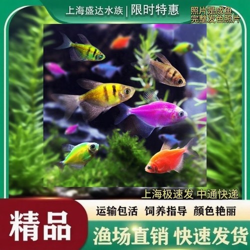 七彩天使鱼老虎天使鱼小热带鱼