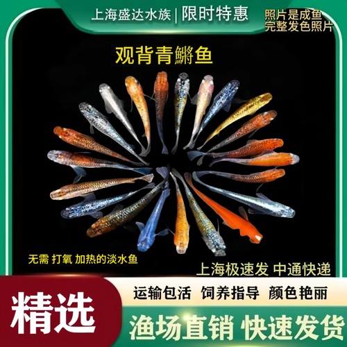 观背青鱂鱼白云金丝鱼淡水冷水鱼