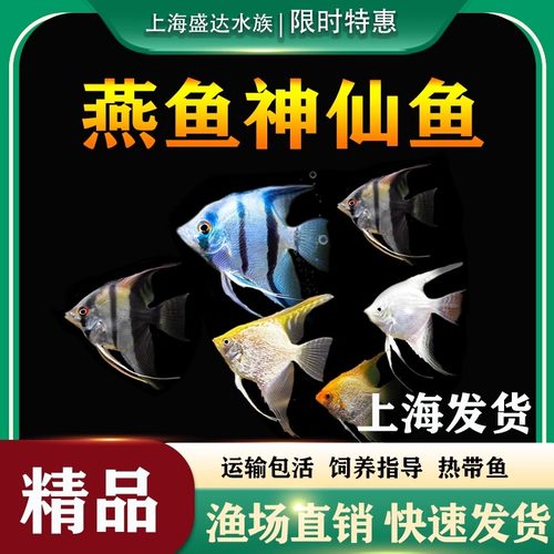 神仙鱼苗七彩秘鲁陨石蓝魔