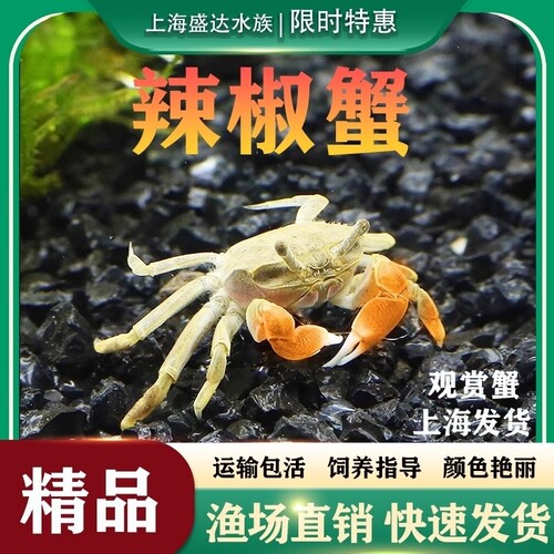 迷你辣椒草缸观赏水族宠物