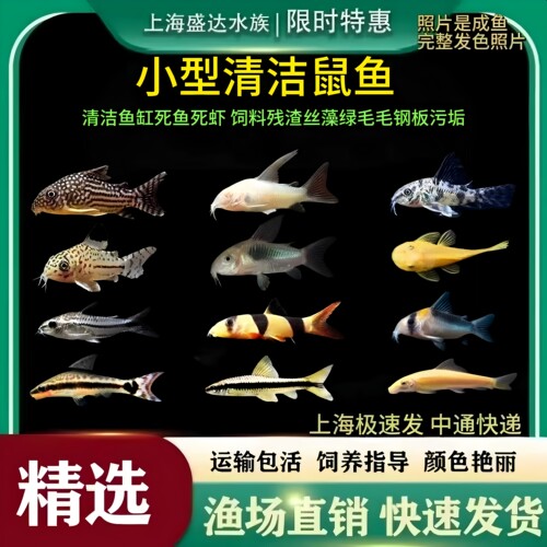 鼠鱼草缸清洁青铜珍珠胡子三间鼠