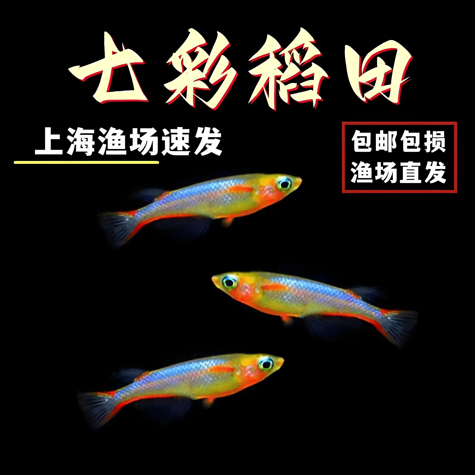 七彩稻田鱼热带观赏鱼好养耐活鱼草缸灯科鱼淡水小型群游鱼鳉科鱼