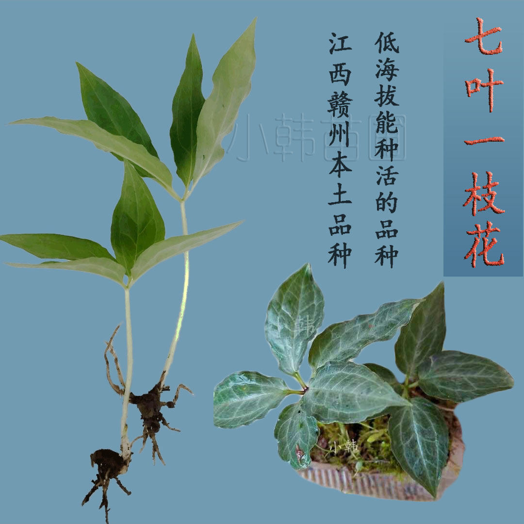 七叶一枝花苗 独脚莲七叶莲土三七粉质重楼种苗赣南植物花卉盆栽