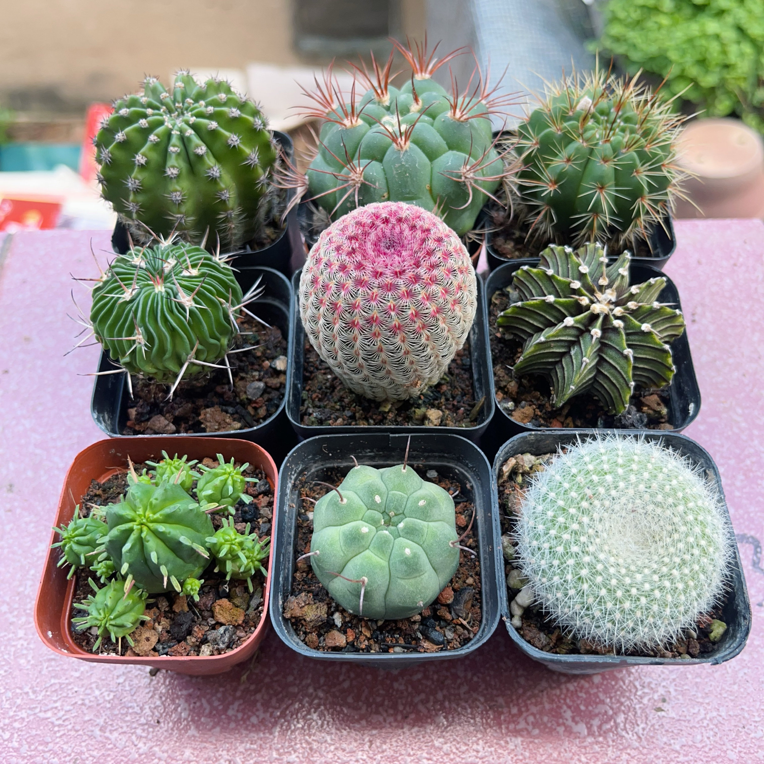 肋骨牡丹玉仙人球实生开花多肉植物盆栽室内阳台夏季好养绿植四季