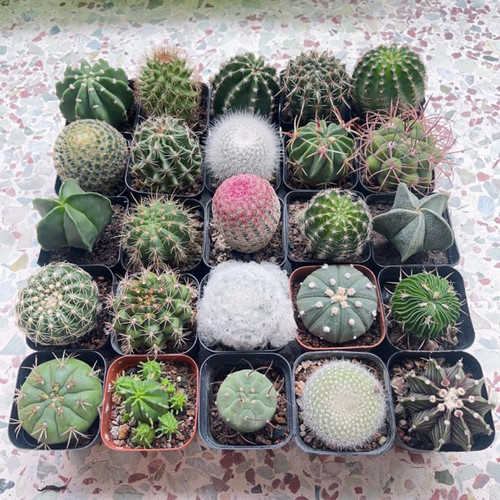 25颗不重复仙人球组合套餐实生多肉植物绿植花卉盆栽好养易活实生