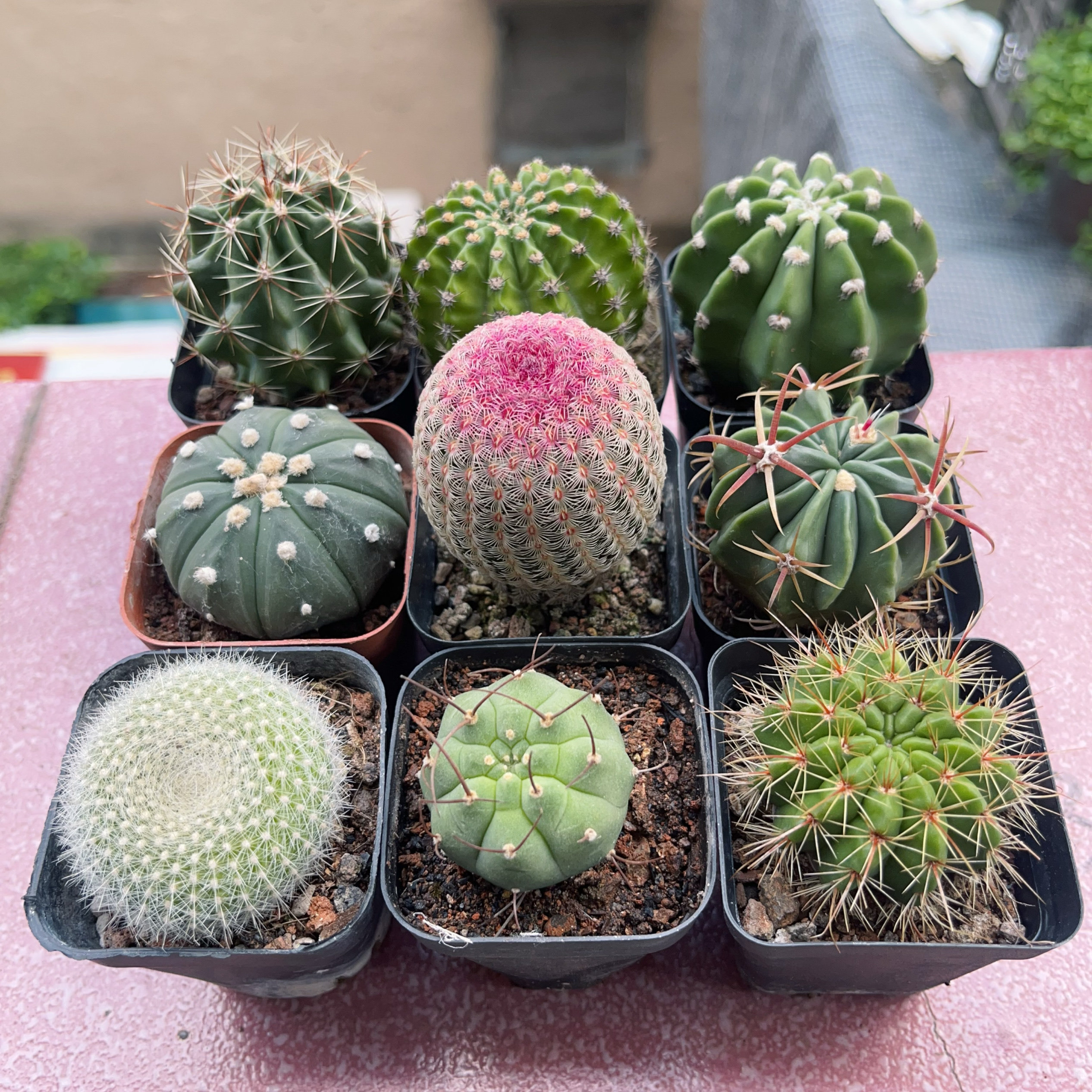 青王仙人球实生开花多肉植物盆栽多肉植物