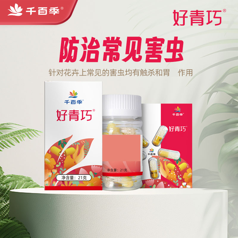 千百季好青巧胶囊花卉家庭通用月季花园