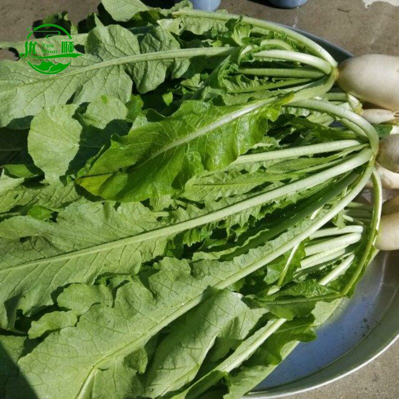 萝卜缨子菜新鲜1/4斤包邮萝卜叶子嫩萝卜苗菜 白萝卜叶子青萝卜叶