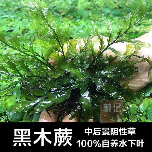 林记水族黑木蕨水下叶阴性水草鱼缸水草缸造景中后景绑沉木水草