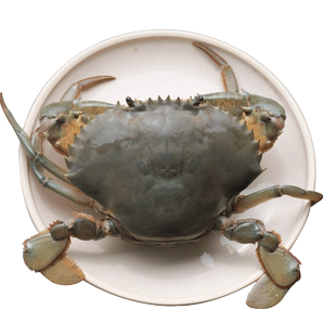 野生冷冻青蟹红膏肉蟹膏母蟹特大超大黄油蟹螃蟹2斤2只