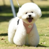 Корейская версия скользкой собачьей тяги веревки маленькая собака баро Тедди щенки милый ходящий собака веревка для питомца грудь грудь