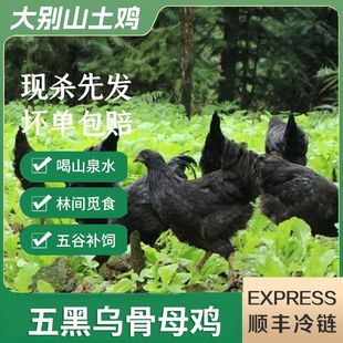 正宗大别山散养乌鸡农家散养乌骨鸡新鲜现杀冷链发货滋补炖汤