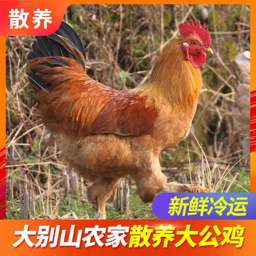 大公鸡农家新鲜农村山鸡散养土鸡