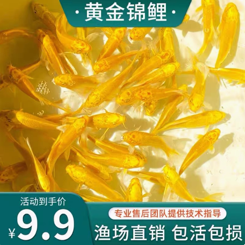 锦鲤鱼好养淡水冷水无不加温