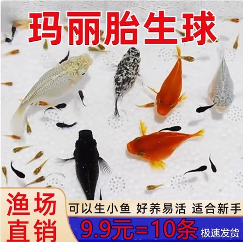 玛丽鱼胎生鱼小型鱼活体热带观赏鱼米奇鱼孔雀鱼耐养皮球月光鱼