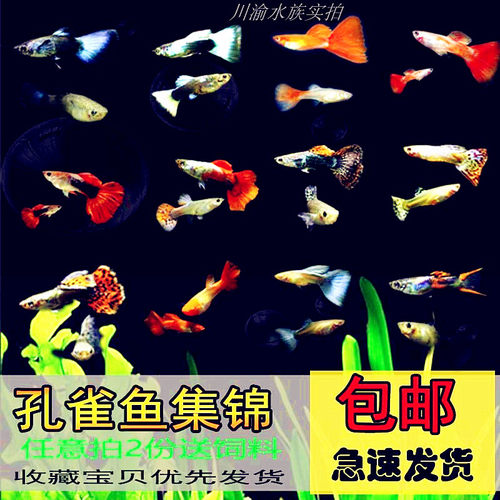 孔雀鱼巴西火炬黑袍象牙白