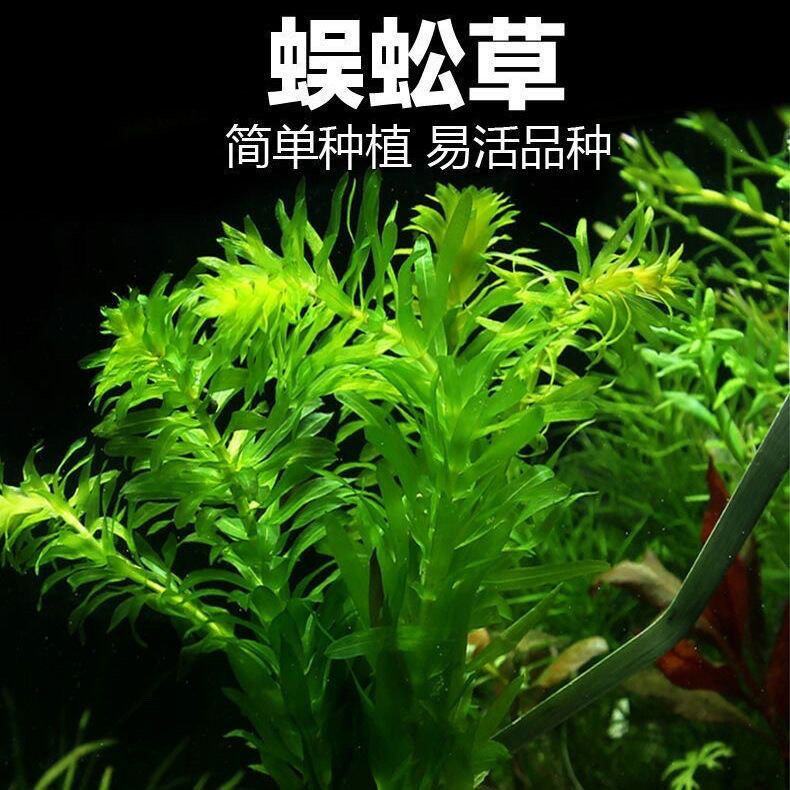 蜈蚣草真水草鱼缸造景装饰新手级增氧净水水草好养耐活淡水