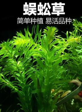 冷水养蜈蚣草水葫芦好养新手懒人